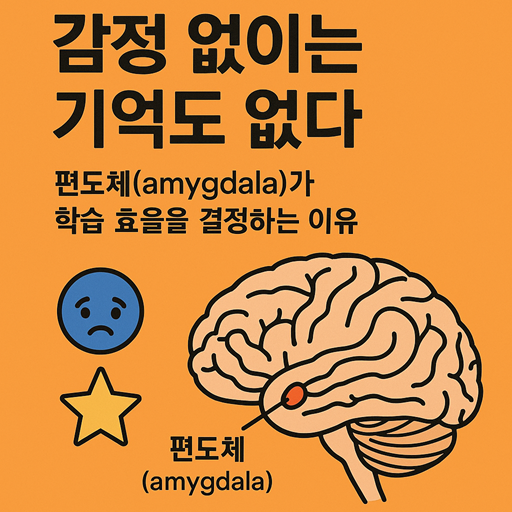 🧠감정 없이는 기억도 없다: 편도체가 학습 효율을 결정하는 이유